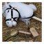 Dřevěný set pro péči o koně By Astrup - Hobby Horse